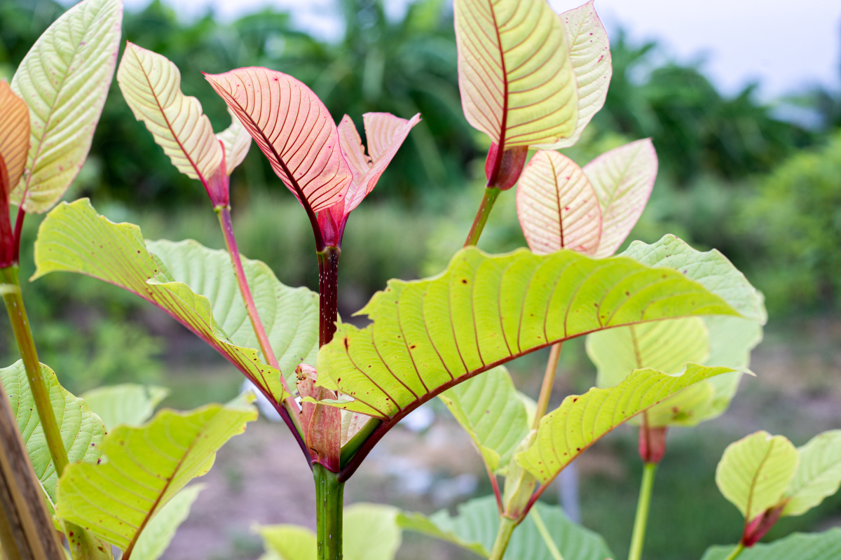 Červený kratom a jeho účinky